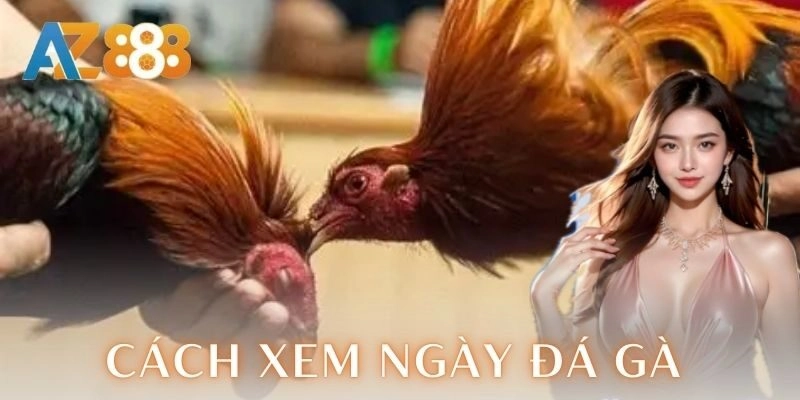 Cách xem ngày đá gà chuẩn để chiến kê thắng lớn 2 Cách xem ngày đá gà chuẩn để chiến kê thắng lớn