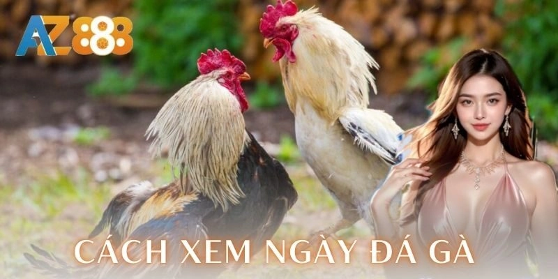 Cách xem ngày đá gà chuẩn để chiến kê thắng lớn 3 Lưu ý khi áp dụng cách xem ngày đá gà