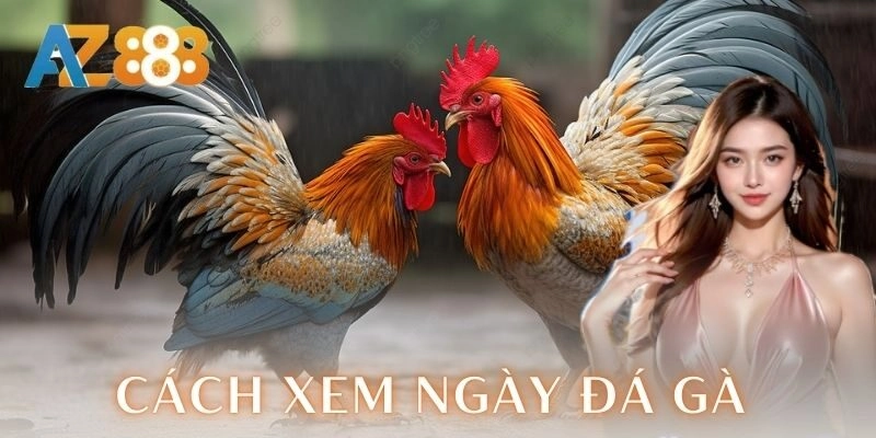 Cách xem ngày đá gà chuẩn để chiến kê thắng lớn 2 Những cách xem ngày đá gà hiệu quả
