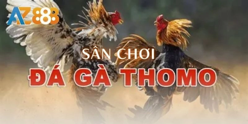 Trải nghiệm sân chơi đá gà thomo đỉnh nất kịch trần 4 Trải nghiệm sân chơi đá gà thomo đỉnh nất kịch trần